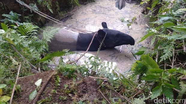 Tapir masuk perkampungan di Asahan, Sumut, Sabtu (17/8/2019) Tapir masuk perkampungan di Asahan, Sumut, Sabtu (17/8/2019)