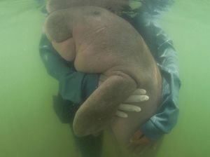 Bayi Ikan Duyung di Thailand Mati dengan Usus Penuh Sampah Plastik