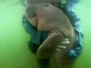 Cerita Tim Dokter soal Dugong yang Mati Gara-gara Makan Plastik