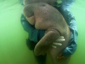 Cerita Tim Dokter soal Dugong yang Mati Gara-gara Makan Plastik