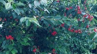 Ada di kebun cherry, Bryan kelihatan ga sabar melahap buah manis ini. Eating beautifully red cherries 🍒😋, katanya. Foto: Instagram bryandomani_bd_