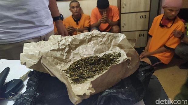 Barang bukti ganja yang disita 