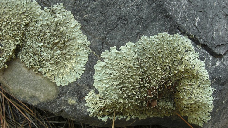 Lumut Xanthoparmelia Lumut yang sering dianggap sebagai viagra alami.