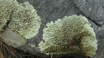 Lumut ada di mana-mana: “Lumut juga hidup di permukaan tanah gurun di seluruh dunia. Hal yang keren tentang lumut adalah mereka mempunyai kemampuan untuk menangkap air langsung dari udara menggunakan struktur khusus yang terlihat seperti rambut kecil yang keluar dari daunnya, disebut awns,” kata ahli ekologi riset USGS, Sasha Reed, kepada Popular Mechanics. Foto: Jason Hollinger/Wikimedia Commons