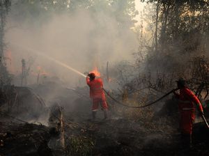 Petugas DLH Padamkan Kebakaran Lahan di Tahura Paser Kaltim