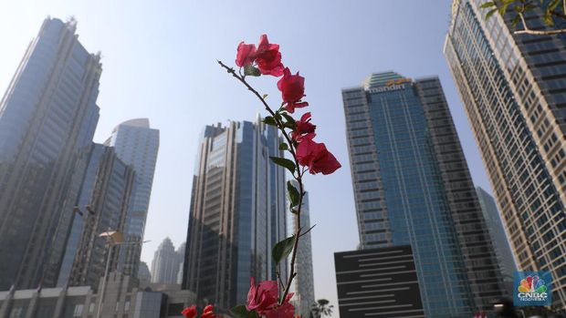 Tanaman bougenville  (CNBC Indonesia/Muhammad Sabki)