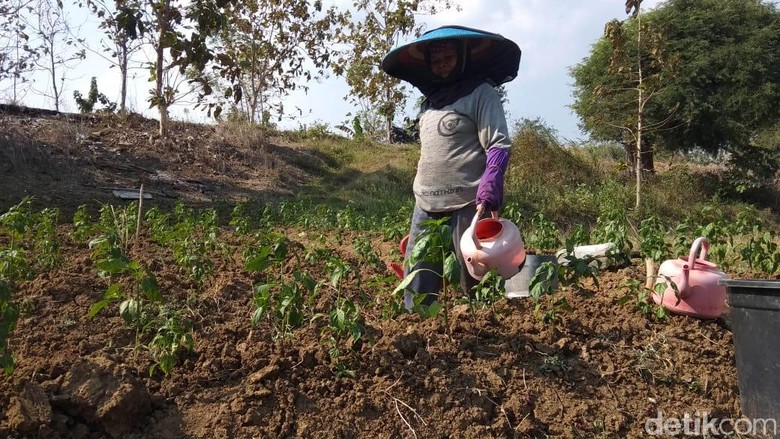 Tanaman Cabai Banyak yang Layu, Petani Lamongan Mulai Cemas Tanaman Cabai Banyak yang Layu, Petani Lamongan Mulai Cemas