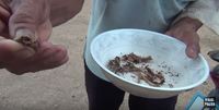 Waduh! Pria Thailand Ini Tewas Setelah Makan Katak Beracun