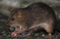 Tikus Jadi Camilan Sekaligus Bekal Makanan Murah di Kamboja