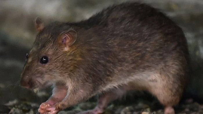 Populasi Tikus di Paris Meledak sampai 3 Kali Lipat Jumlah Manusia, Kok Bisa?