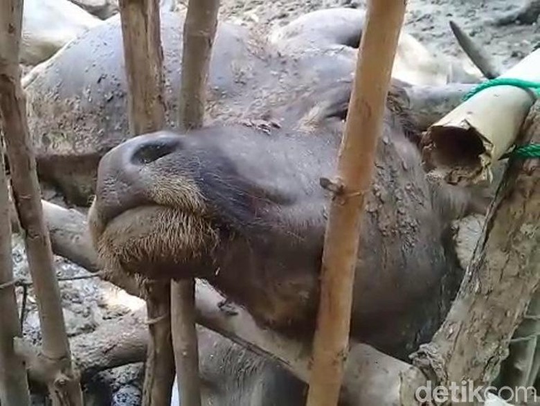 Penampakan 19 Kerbau yang Mati Disambar Petir Bersama Penggembala Penampakan 19 Kerbau yang Mati Disambar Petir Bersama Penggembala