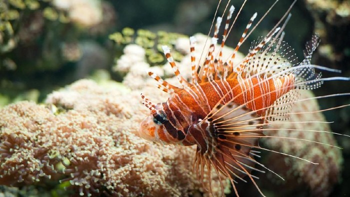 Racun dari duri lionfish digunakan untuk obat kanker yang dikembangkan mahasiswa UI. Foto: iStock Racun dari duri lionfish digunakan untuk obat kanker yang dikembangkan mahasiswa UI. Foto: iStock