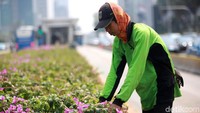 Bugenvil atau yang juga dikenal dengan nama latin Bougainvillea spectabilis wild, merupakan jenis tanaman bunga tropis. Bugenvil diduga berasal dari Brasil dan menyebar ke semua kawasan tropis. Terkait fungsinya, ada beberapa penelitian yang menyebut tanaman ini mampu atasi polusi.