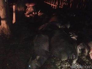 Pengembala Bersama 21 Kerbau Mati Tersambar Petir di Tapteng