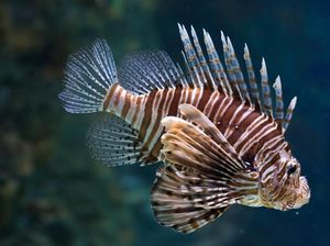Si Cantik Lionfish Lebih Bikin Penasaran Dibanding Riset Obat Kanker