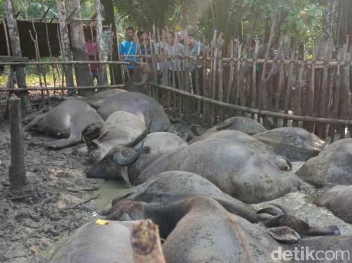19 ekor kerbau mati tersambar petir bersama penggembalanya di Tapanuli Tengah, Sumut, Selasa (20/8/2019)
