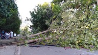 Potret pohon tumbang yang menutupi jalan pascakerusuhan di Manokwari, Papua Barat. Antara Foto/Tomi.