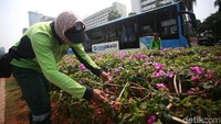 Sejumlah petugas sedang menanam dan melakukan perawatan tanaman bugenvil di kawasan Bundara HI, Jakarta, Selasa (20/8/2019).
