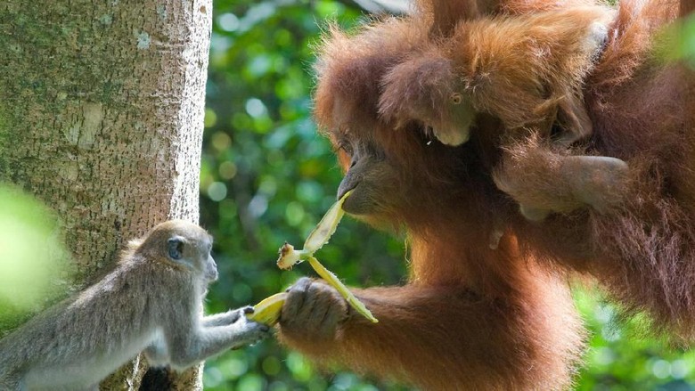 Ilustrasi orangutan (Suzi Eszterhas/WWF) Ilustrasi orangutan (Suzi Eszterhas/WWF)