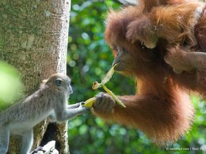 Ada Orangutan Makan Plastik, Kebun Binatang Malaysia Diprotes