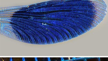 Beginilah sayap capung dengan ratusan zoom. (Foto: Brightside)