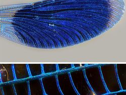 Foto-foto Penampakan Unik yang Mungkin Disangka Fiktif