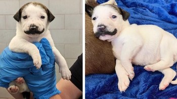 Gemas! anak anjing ini terlahir dengan kumis seperti manusia saja. (Foto: Brightside)