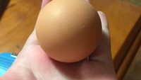 Berbeda dengan bentuk telur yang kebanyakan lonjong, telur ini malah bulat sempurna. Permukaannya juga mulus banget! Foto: Istimewa
