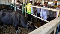 Ke depan, Menhub Budi mengatakan hasil ternak dapat dikirim dalam bentuk yang telah dibekukan atau frozen. Hal tersebut dilakukan untuk mengantisipasi adanya kekosongan muatan tol laut saat balik ke Jakarta. Istimewa/Kementerian Perhubungan.