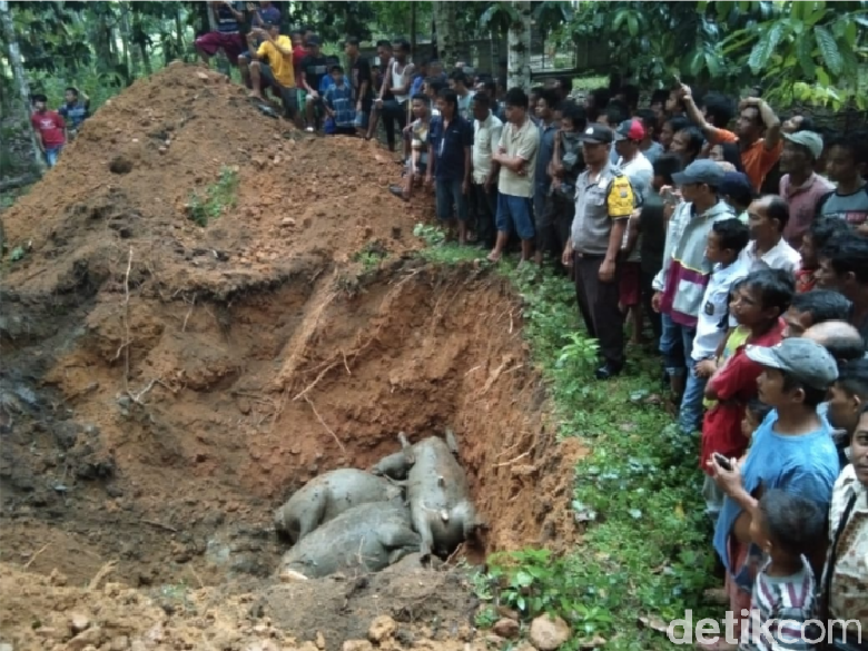 Ratusan Warga Saksikan 19 Kerbau Mati Tersambar Petir Dikubur Ratusan Warga Saksikan 19 Kerbau Mati Tersambar Petir Dikubur