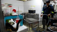 Di waktu luangnya, Pukpinyo pun menghabiskan waktu dengan merawat sejumlah ular yang berhasil ditangkapnya tersebut, mulai dari memandikannya hingga memberikan makanan.