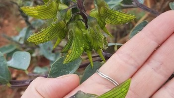 Bunga-bunga ini terlihat seperti burung kolibri kecil. (Foto: Brightside)
