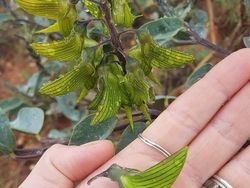 Foto-foto Penampakan Unik yang Mungkin Disangka Fiktif