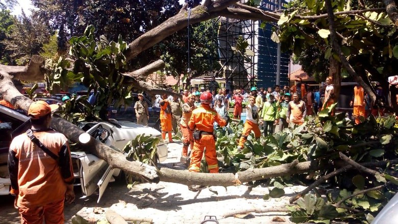 Penjelasan Pihak Universitas Pancasila soal Pohon Tumbang Timpa Mobil Penjelasan Pihak Universitas Pancasila soal Pohon Tumbang Timpa Mobil