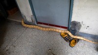 Dilansir dari Reuters, tak sedikit rumah-rumah di Thailand yang dimasuki oleh ular. Tamu tak diundang itu memasuki bagian rumah dari taman maupun toilet terlebih di musim hujan untuk mencari mangsa. Pada tahun 2018, bagian pencegahan bencana mengatakan ada sekitar 37.000 laporan rumah-rumah warga dimasukki ular di Bangkok.