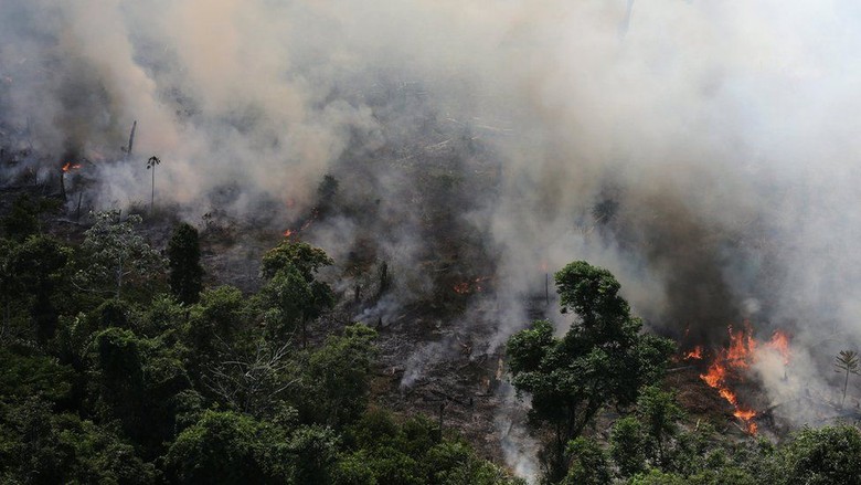 Memprihatinkan! Kebakaran Hutan Amazon Capai Rekor Tahun Ini Memprihatinkan! Kebakaran Hutan Amazon Capai Rekor Tahun Ini