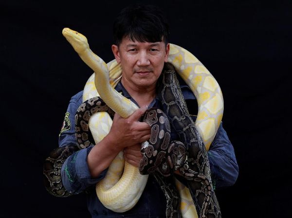 Mengintip Kehidupan Pemburu Ular dari Thailand