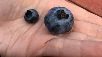 Blueberry dengan ukuran besar. (Foto: Brightside)