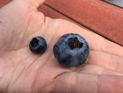 Foto-foto Penampakan Unik yang Mungkin Disangka Fiktif