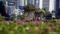 Salah satu bunga yang ditanam di kawasan Bundaran HI adalah bugenvil. Total ada 100 ribu tanaman bugenvil yang akan ditanam di sepanjang Jalan Sudirman, Jakarta.