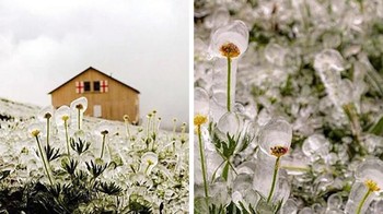 Cantiknya kelopak bunga es, efek turunnya salju setelah musim panas. (Foto: Brightside)