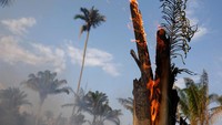 Sebagai hutan hujan tropis terbesar di dunia, Amazon adalah penyimpan karbon yang penting dalam memperlambat laju pemanasan global. Selama satu dekade terakhir, pemerintah berhasil mengurangi deforestasi di Amazon dengan aksi yang dilakukan badan federal dan sistem denda. REUTERS/Bruno Kelly.