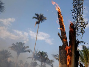 5 Fakta Hutan Amazon yang Alami Kebakaran Parah