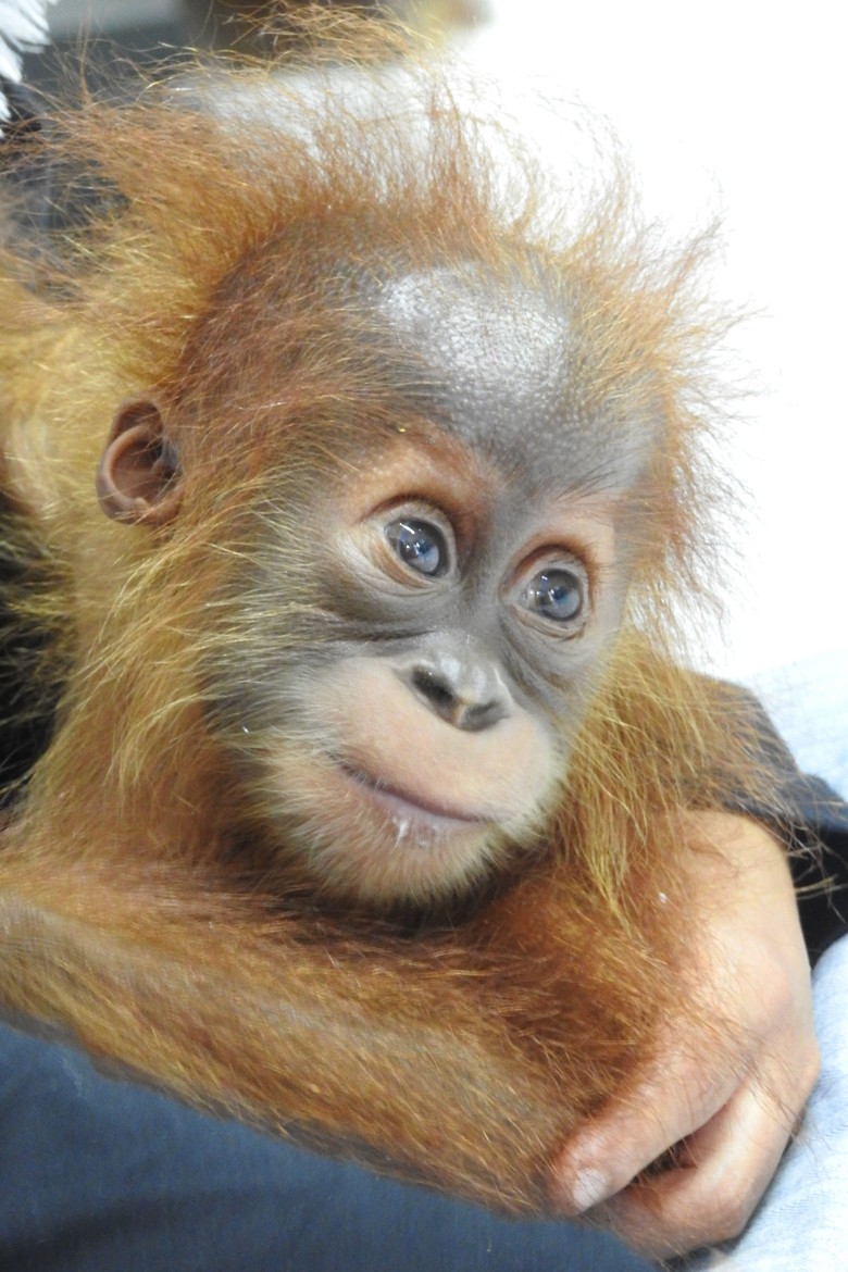Bayi Orang Utan Asal Aceh Direhabilitasi di Sumut Bayi Orang Utan Asal Aceh Direhabilitasi di Sumut