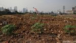 Lahan Pertanian di BKB Jakarta Dilanda Kekeringan