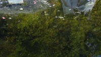 Sampah plastik pun nampak hanyut terbawa air di bendungan tersebut.