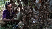 Menurut petani hampir memasuki empat bulan kemarau membuat Laham pertanian  mereka rusak dan tidak bisa menanam.