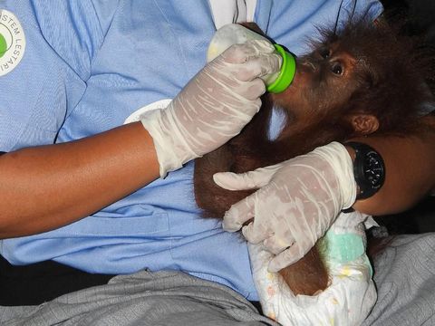  Bayi orang utan betina itu diberi nama Indie.