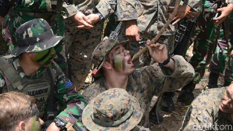 Latihan di Hutan Banyuwangi, Marinir AS Terheran-heran Khasiat Kayu Bajakah Latihan di Hutan Banyuwangi, Marinir AS Terheran-heran Khasiat Kayu Bajakah