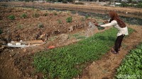 Air sungai yang biasanya mereka gunakan juga tidak mampu memenuhi kebutuhan air petani di Jakarta. 